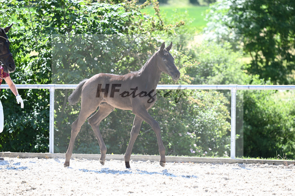 Kat-Nr. 8 HF Fuerst Zonik PS_Kratz_16230267 | hf-fotografie - Realisiert mit Pictrs.com
