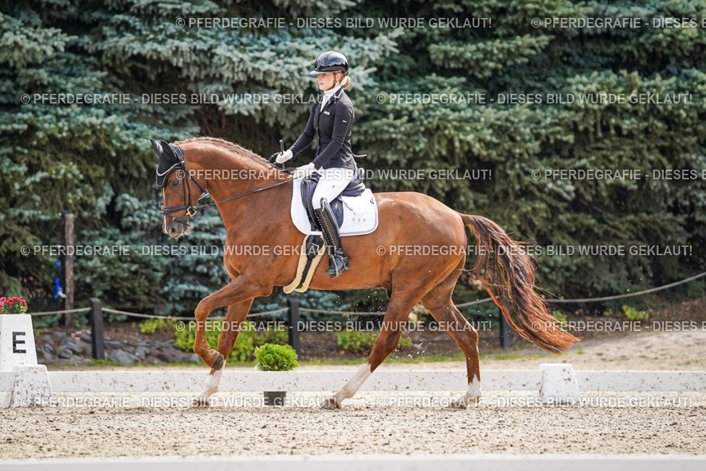 DSC08397 | Pferdegrafie