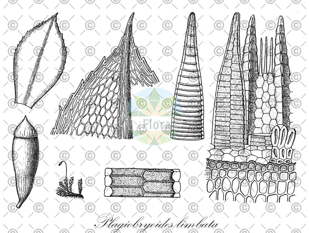 HistAbb_wfo-0000188653_1_ENZY_Simple | Historische Abbildung von Plagiobryoides limbata - Bryaceae | Historical Illustration of Plagiobryoides limbata - Bryaceae