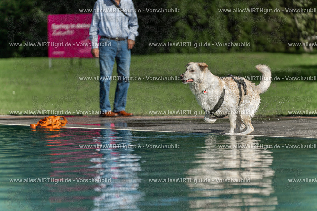 Hundeschwimmen_Volksbad_2026-allesWIRTHgut_Tierfotografie-2609061549-7R501923 | Professionelle Tierfotografie in Mönchengladbach von Daniel Wirth (allesWIRTHgut). Liebevolle & natürliche Bilder von Hunden & Katzen für unvergessliche Erinnerungen.