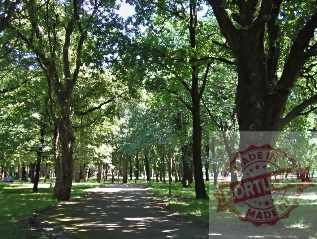 Park path winding through green shade trees. Norte - Portugal | Park path winding through green trees creating dappled light and shadow on the ground - Realisiert mit Pictrs.com