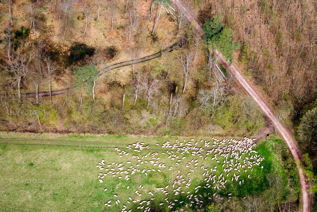 Luftbild: Grasflächen- Strukturen einer Wiesen- Weide mit Schaf - Herde in Kandel im Bundesland Rheinland-Pfalz in Deutschland. Foto: IMG_10277.jpg vom 08.04.2008 durch Werner Riehm/FLY-FOTO.de