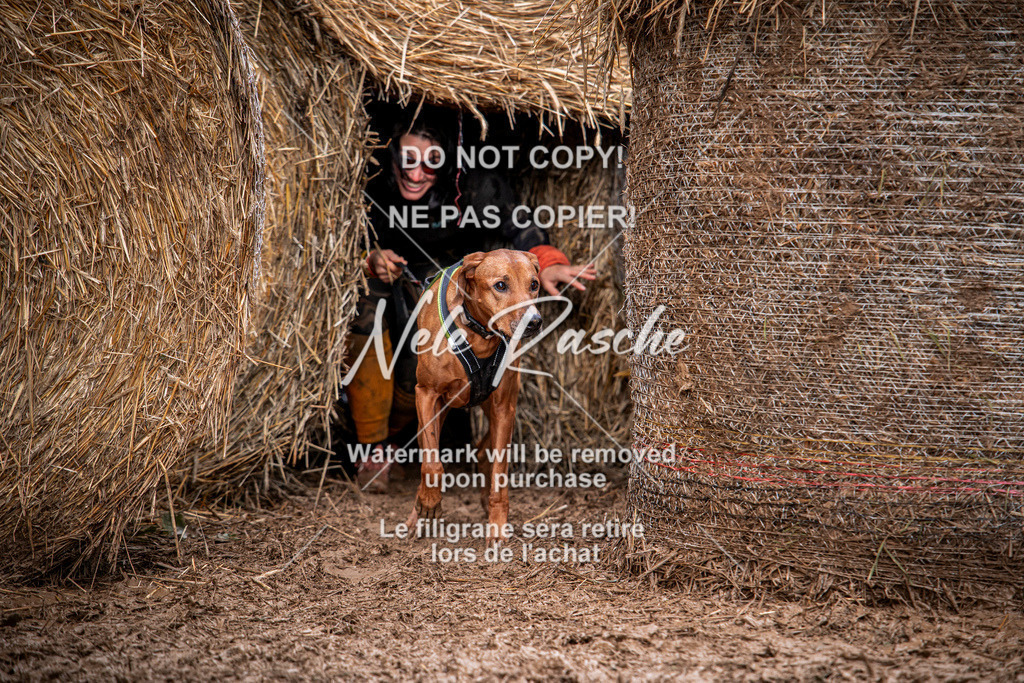 nelerasche_Hunsrück_So09-11_250 | nelerasche