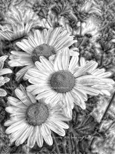 titusgraphy_P6157574-vz-ln_pe | OLYMPUS DIGITAL CAMERA - Realisiert mit Pictrs.com