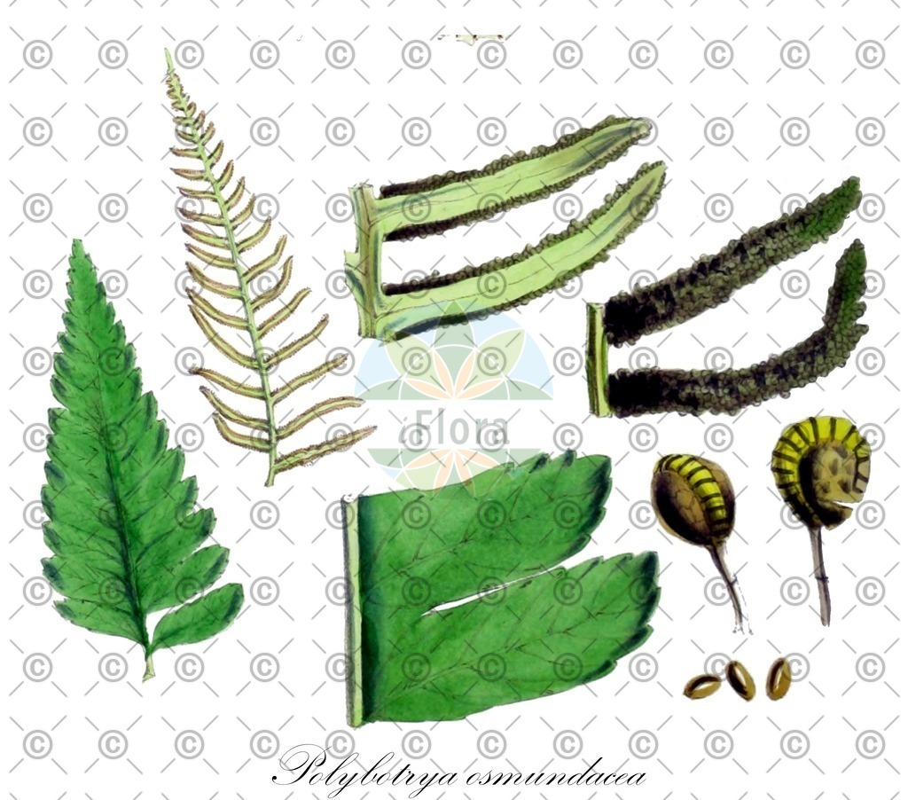 HistAbb_wfo-0001292464_1_ENZY_Simple | Historische Abbildung von Polybotrya osmundacea - Dryopteridaceae | Historical Illustration of Polybotrya osmundacea - Dryopteridaceae