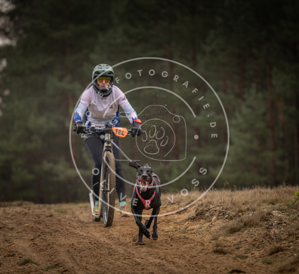 Pfotenfotografie_DV3A4763 | Hundefotografie, Tierfotograf, Pfotenfotografie, Fotoshooting Hund, Hunde Portrait, Hundesport, Hundeportraits, Heideshooting, Hunde, Sportfotograf, Hundefotograf, Turnierhundsport, THS,  - Realisiert mit Pictrs.com