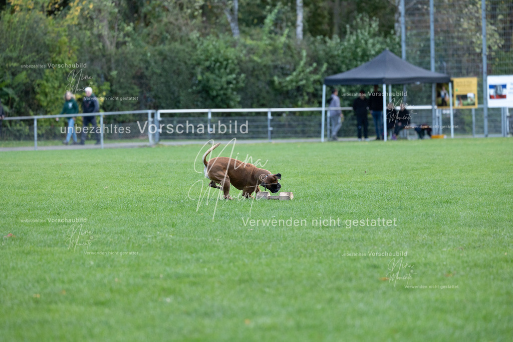 _16A4746 | Einzigartige Fotos von Hunden & Menschen –Actionfotos, Portraits, Vereinsaufnahmen & Paarshootings – authentisch, lebendig & mit Herz.