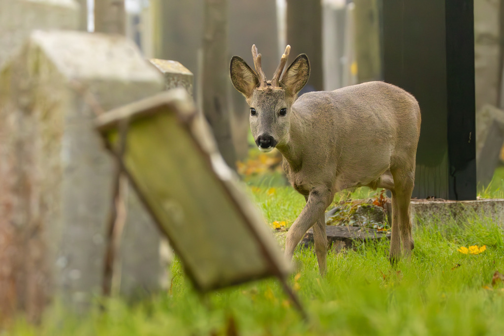Das Reh | Das Reh (Capreolus capreolus) ist die häufigste und zugleich kleinste Hirschart in Europa und gilt als die am weitesten verbreitete Schalenwildart. Es gehört zur Familie der Hirsche (Cervidae) und bildet zusammen mit Elch und Rentier die Gruppe der Trughirsche. Man unterscheidet das Europäische Reh, das Sibirische Reh und das Mandschurische Reh. Die Tiere sind von graziler, schlanker Statur. Ein ausgewachsenes Reh erreicht eine Schulterhöhe von etwa 60 bis 80 Zentimetern und ein Gewicht zwischen 15 und 30 Kilogramm. Das Männchen wird als Rehbock, das Weibchen als Ricke oder Geiß bezeichnet. Die Jungen sind die Kitze. - Realisiert mit Pictrs.com