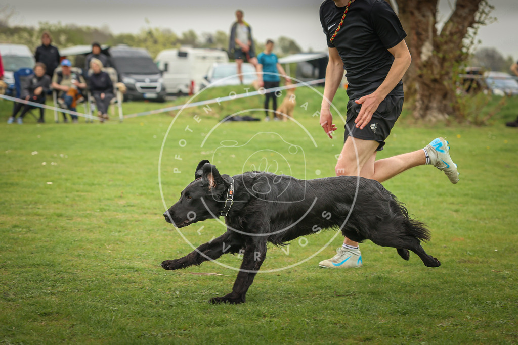 Pfotenfotografie_0L8A0504 | Hundefotografie, Tierfotograf, Pfotenfotografie, Fotoshooting Hund, Hunde Portrait, Hundesport, Hundeportraits, Heideshooting, Hunde, Sportfotograf, Hundefotograf, Turnierhundsport, THS,  - Realisiert mit Pictrs.com
