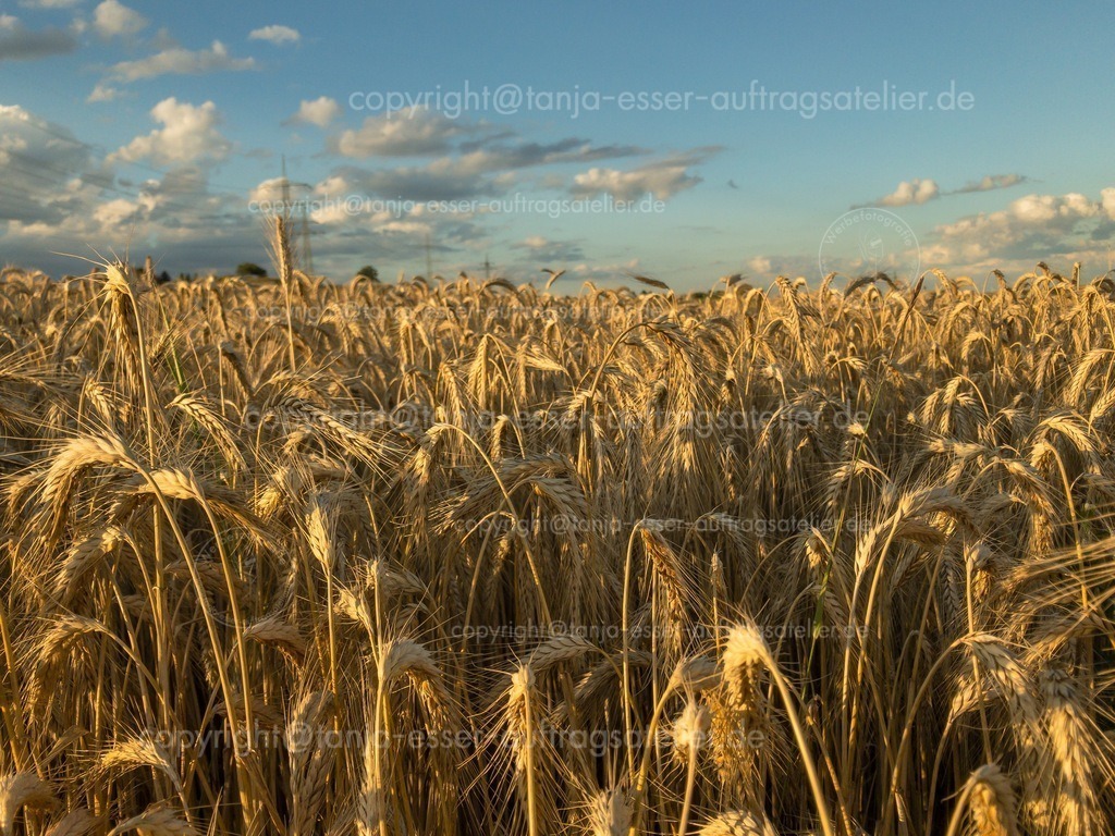 Rye field at the golden hour in Brilon | Roggenfeld zur goldenen Stunde fotografiert. Blauer Himmel mit Wolken. Gesehen in Brilon, Deutschland. 