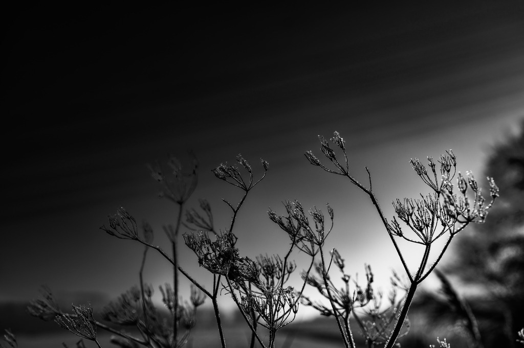 2022_12_17_HETLINGER-SCHANZE_MCP6126 sw | Hochwertig gedruckte Fotografien für die Wand, als Kalender und zum Verschenken. Hamburg & Norddeutschland und überall wo ich mit der Kamera unterwegs war.