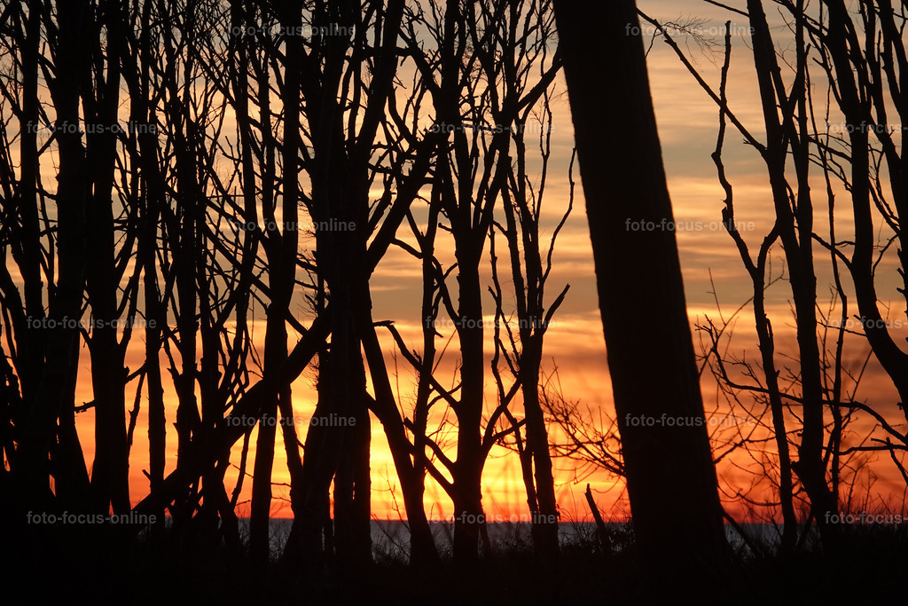 North Beach autumn, Darß | foto-focus-online