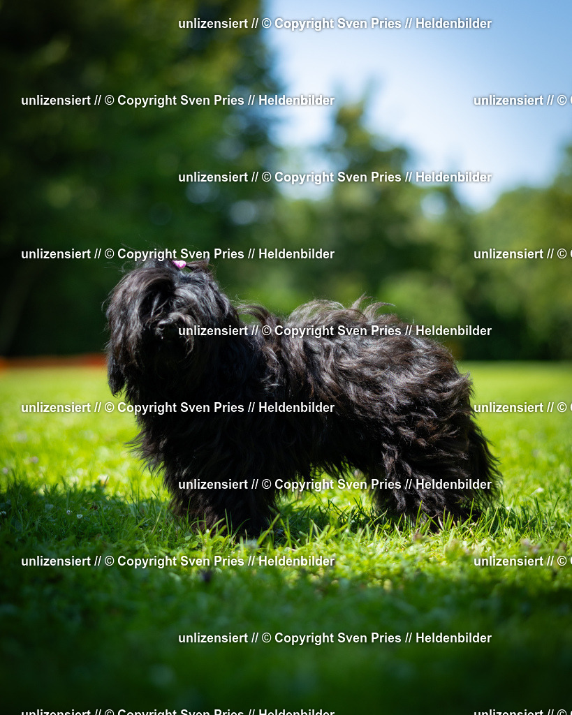 Sven Pries | 2025-08-10 - Hunderennen Durlach - Realisiert mit Pictrs.com