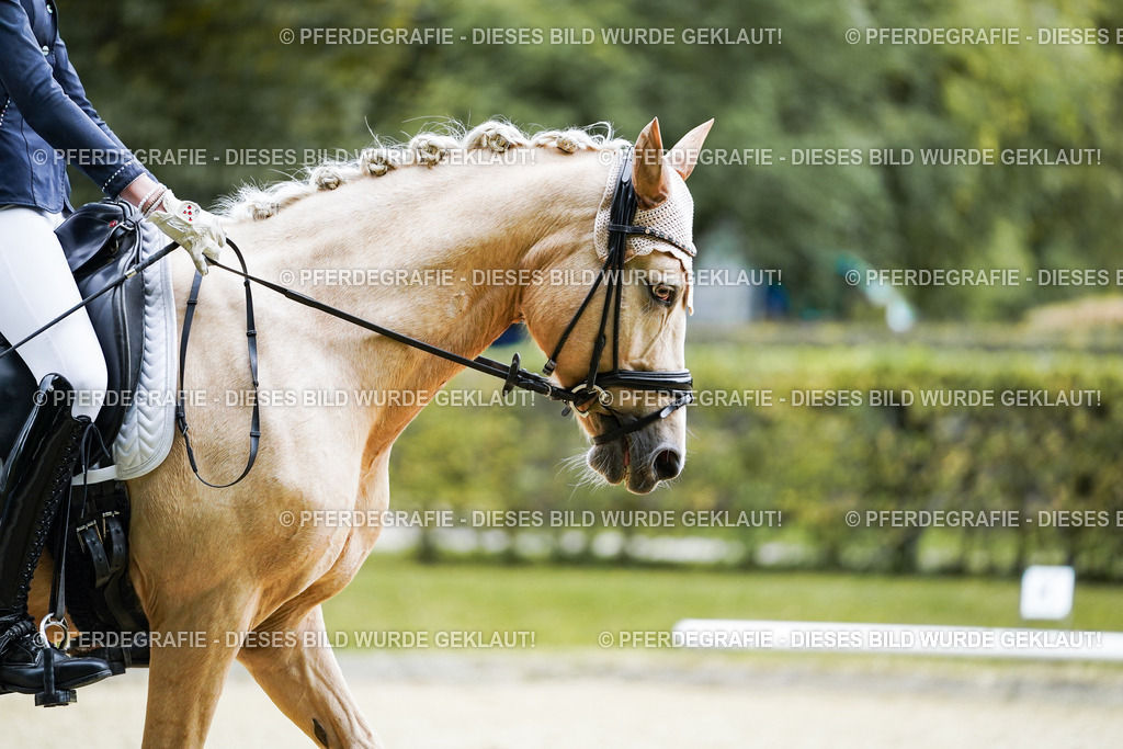 DSC00871 | Pferdegrafie