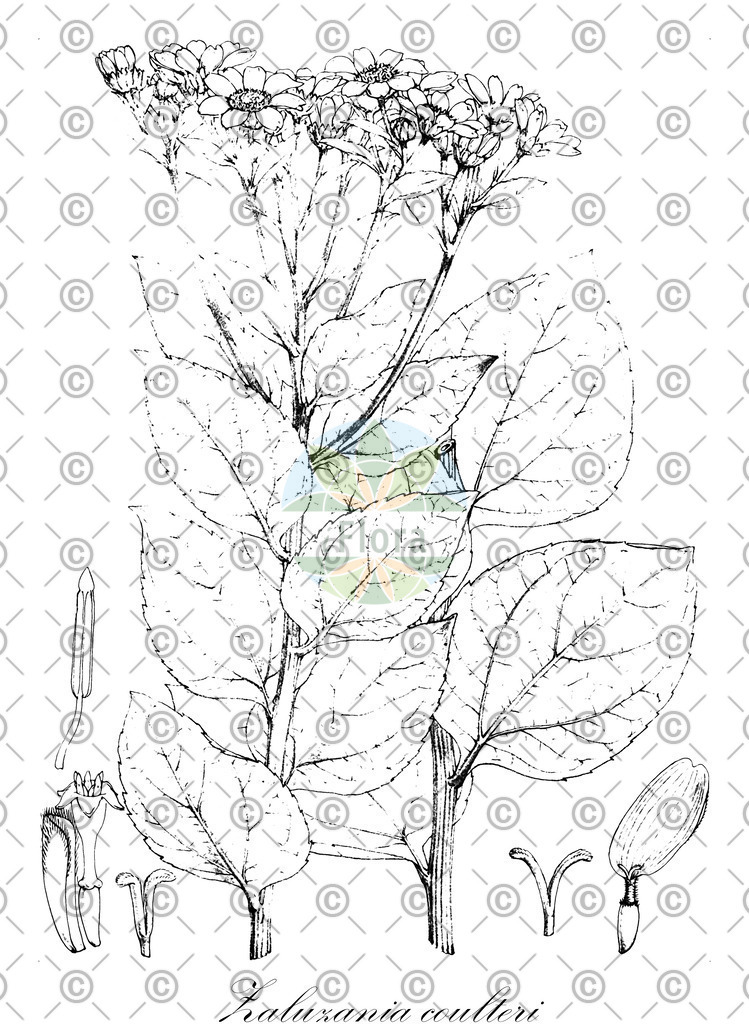 HistAbb_wfo-0000429943_2_ENZY_Simple | Historische Abbildung von Zaluzania coulteri - | Historical Illustration of Zaluzania coulteri - 