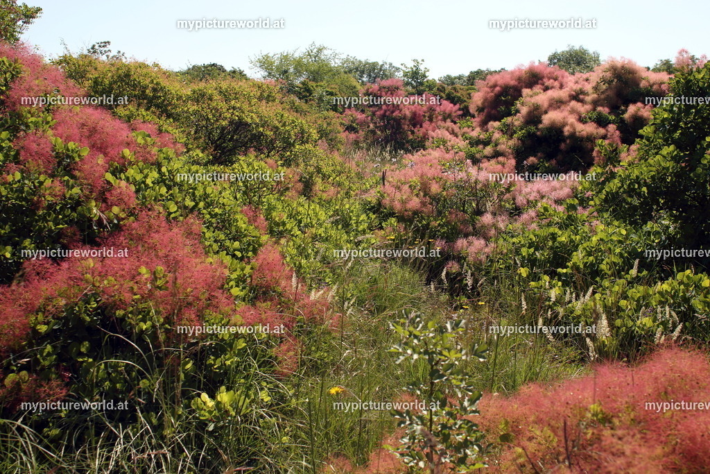 Perückenstrauch-026 | Das Bilderarchiv über Tiere, Planzen und Landschaften. In der Bilddatenbank finden Sie ein große Auswahl an hochwertigen Bilder für Ihre Werbung - Realisiert mit Pictrs.com