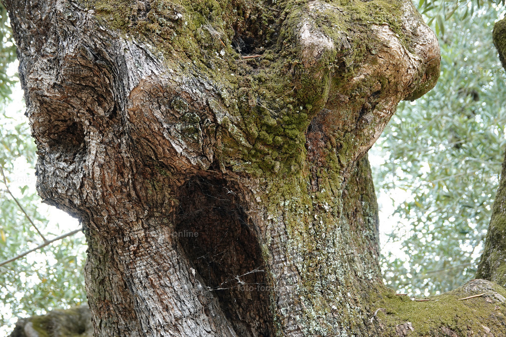 ugly trees | foto-focus-online