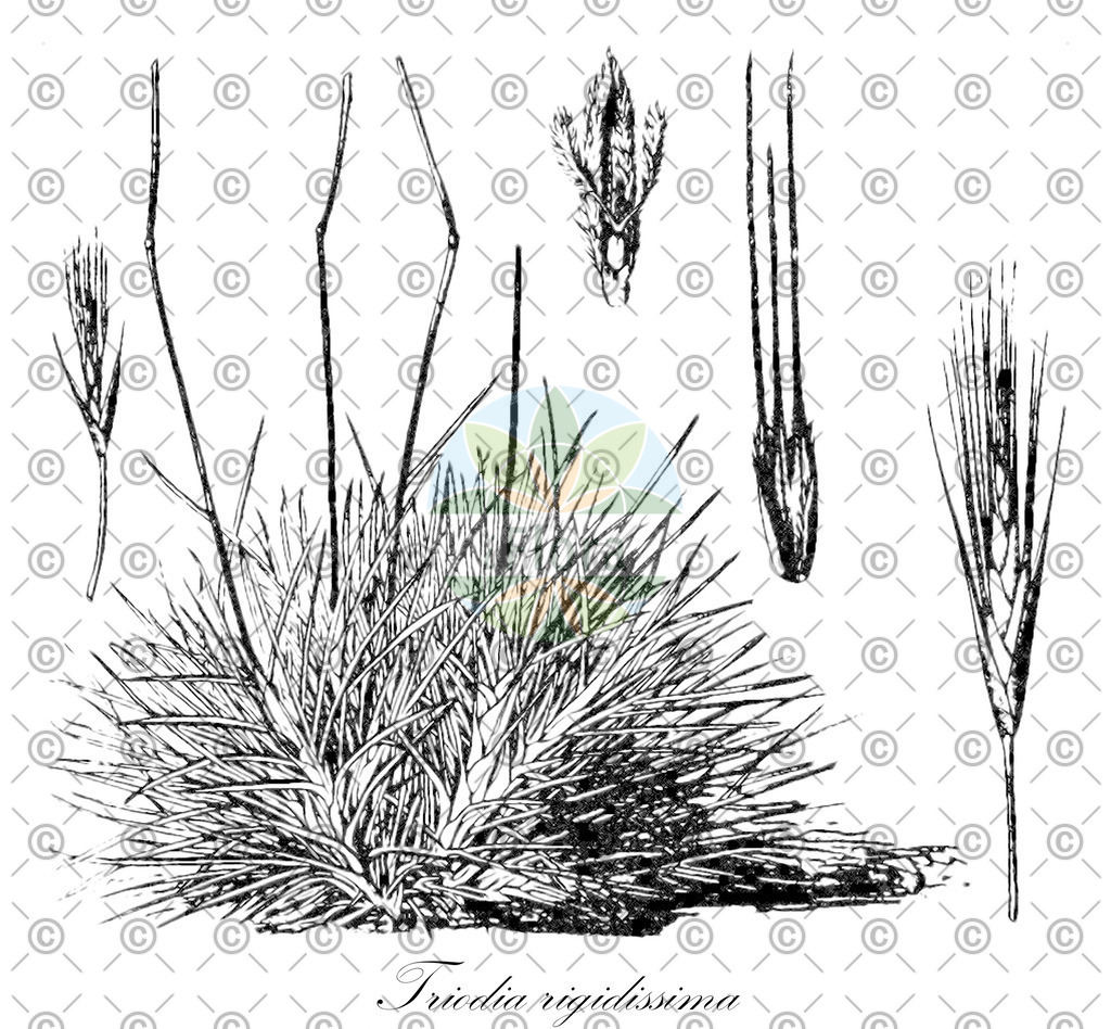 HistAbb_wfo-0000074719_1_ENZY_Simple | Historische Abbildung von Triodia rigidissima - Poaceae | Historical Illustration of Triodia rigidissima - Poaceae