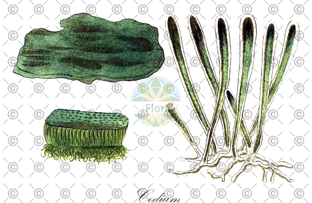 HistAbb_3RRQ_2_ENZY_Simple | Historische Abbildung von Codium - Codiaceae (0) | Historical Illustration of Codium - Codiaceae (0)