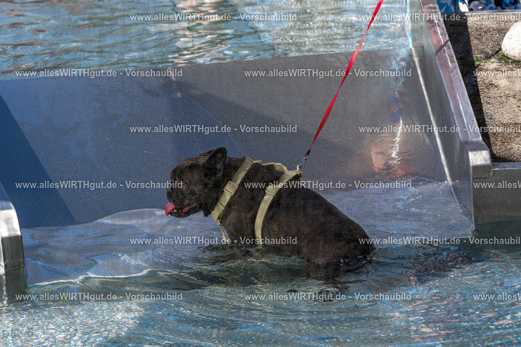 Hundeschwimmen_Volksbad_2026-allesWIRTHgut_Tierfotografie-2609061312-FAY06677 | Professionelle Tierfotografie in Mönchengladbach von Daniel Wirth (allesWIRTHgut). Liebevolle & natürliche Bilder von Hunden & Katzen für unvergessliche Erinnerungen.