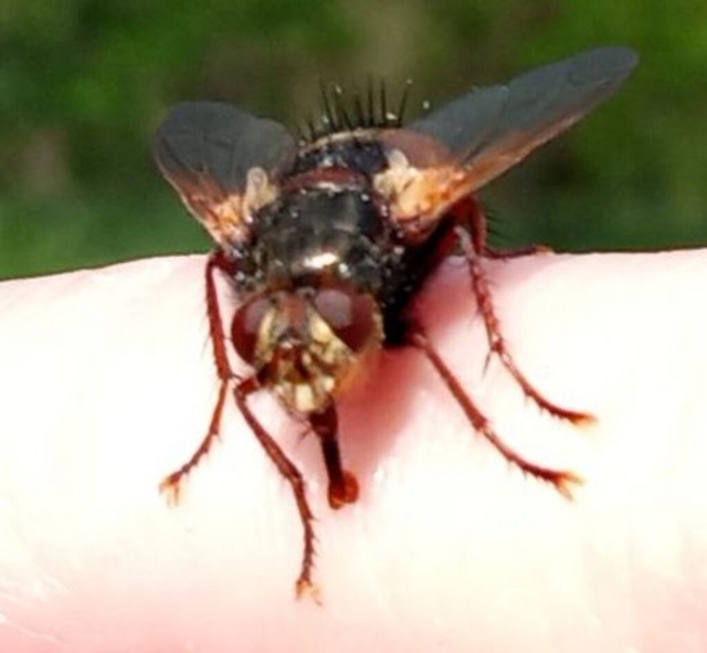 auch-fliegen-koennen-schoen-aussehen | Verkauf von Fotos und  Videoclips zumThema Natur.Motive sind Pflanzen, Tiere, Landschaftenund Wetter - Realisiert mit Pictrs.com