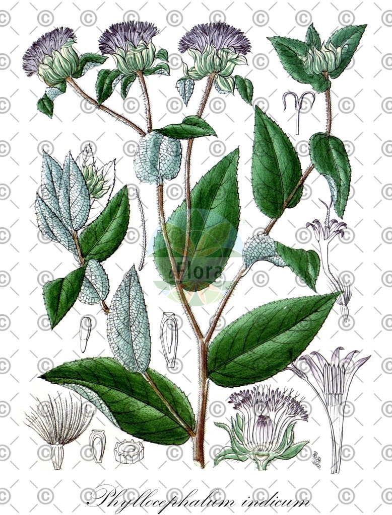 HistAbb_wfo-0000464933_1_ENZY_Simple | Historische Abbildung von Phyllocephalum indicum - Asteraceae | Historical Illustration of Phyllocephalum indicum - Asteraceae
