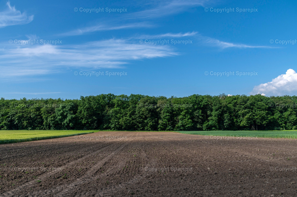 PAR_Green_Forest9 | sparepix - Realisiert mit Pictrs.com