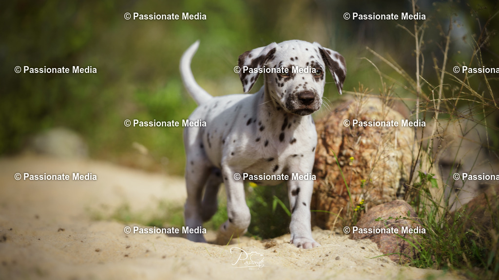 DSC05942 | Passionate Media, dein Fotograf aus Brandenburg, Märkisch Oderland, im Bereich Motorsport, Autos und Motorräder sowie Events und auch Hunde. Shootings oder auch Eventbegleitungen können bei mir gebucht we
