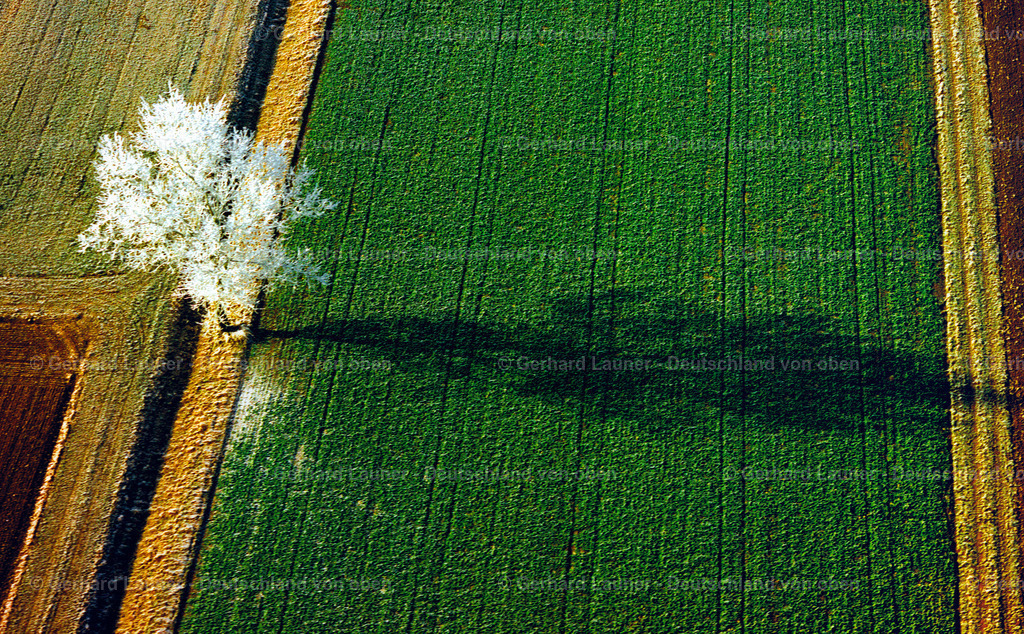 7000067 | Baum mit Reif bei Wertingen
