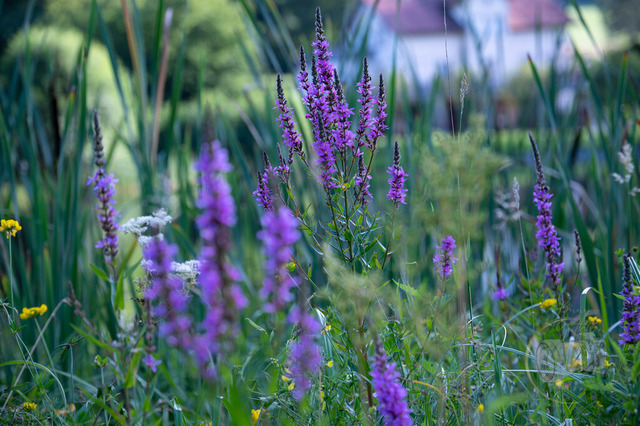 DSC_1602-2 | Shop für Prints Landschaftsfotografie Sächsische Schweiz Naturfotografie in Thüringen Fotos vom Findlingspark Nochten Kloster Sankt Marienstern Bilder Festung Königstein PanoramaRhododendronpark Kromlau FotogalerSchleswig-Holstein Küstenlandschaften