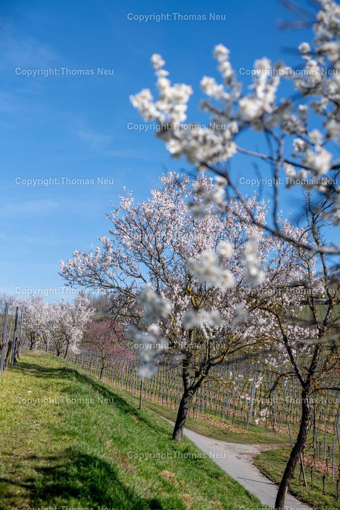 Mandelbluete-Bergstrasse-Weinberge-Fruehling-hessische-bergstrasse-Bensheim-Heppenheim-Fotografie-Thomas_neu-1261 | Die Mandelblüte an der Hessischen Bergstraße gehört zu den schönsten Frühlingsmomenten der Region. Ein blühender Mandelbaum steht oberhalb der Weinberge zwischen Bensheim und Heppenheim und bietet einen weiten Blick über die Rebenlandschaft.  Die Kombination aus blühenden Mandelbäumen, Weinbergen und der sanften Landschaft der Bergstraße macht diese Szene zu einem typischen Motiv des Frühlings in Südhessen.,Bild: Thomas Neu