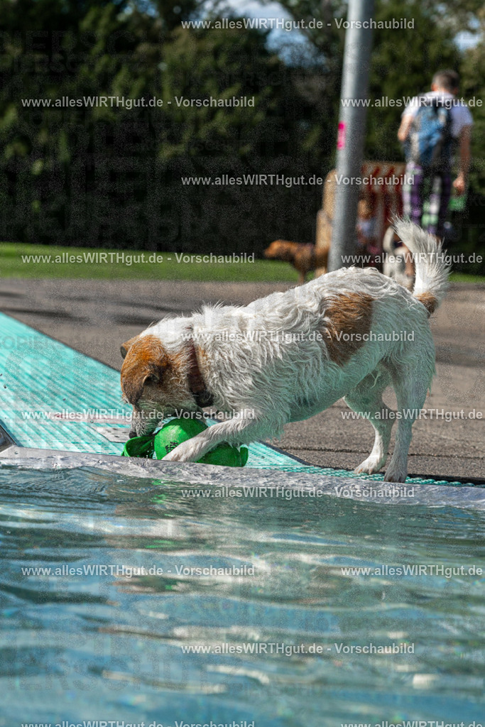 Hundeschwimmen_Volksbad_2026-allesWIRTHgut_Tierfotografie-2609061458-FAY07041 | Professionelle Tierfotografie in Mönchengladbach von Daniel Wirth (allesWIRTHgut). Liebevolle & natürliche Bilder von Hunden & Katzen für unvergessliche Erinnerungen.