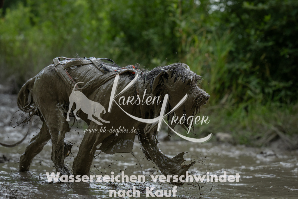 1447_ZZ90539 | kk-dogfotos