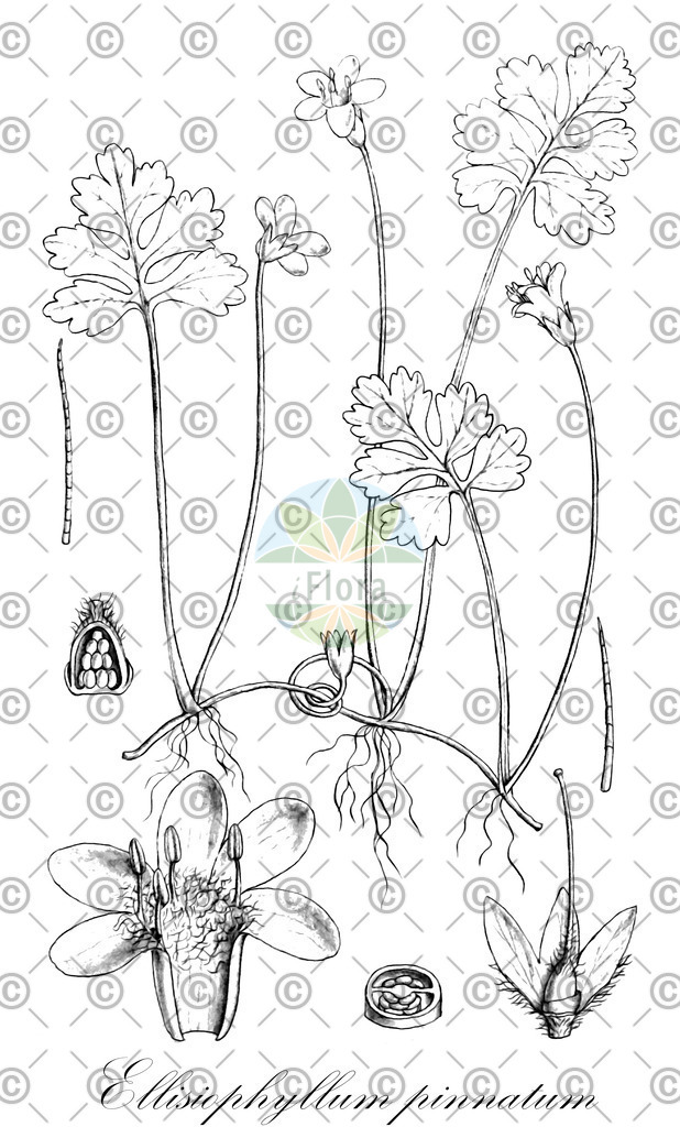 HistAbb_wfo-0001165800_1_ENZY_Simple | Historische Abbildung von Ellisiophyllum pinnatum - Plantaginaceae | Historical Illustration of Ellisiophyllum pinnatum - Plantaginaceae