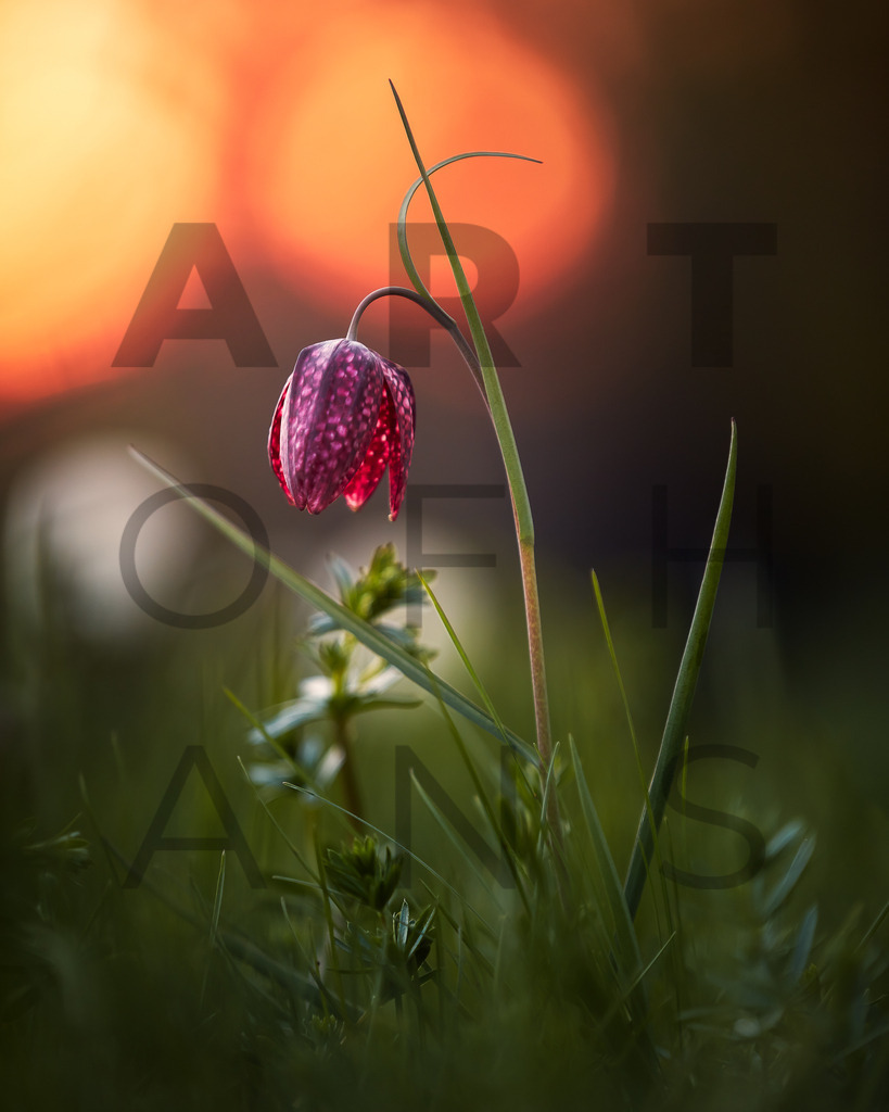 Ein Hans Fineart Original | Entdecke die Kunst von Hans Fineart - Fotografien für dein Zuhause. Verwandle deine Wände mit einzigartigen Kunstwerken und bringe die Schönheit der Welt in dein Leben. Bestelle jetzt und schaffe einen Ort der Inspiration und Eleganz.
