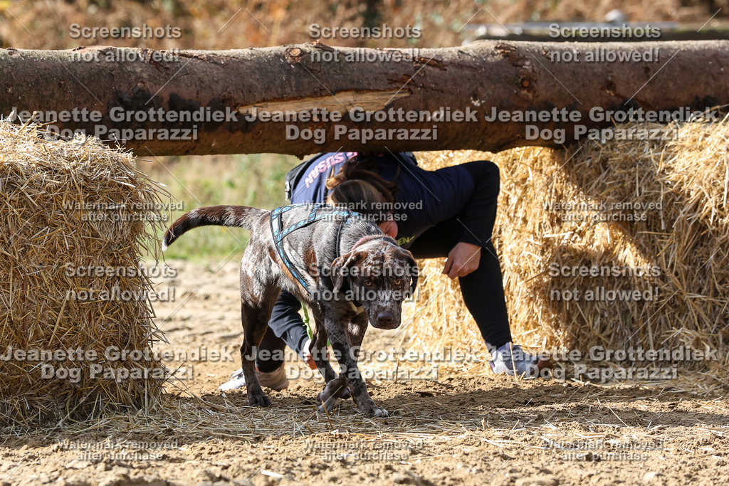 Dog Paparazzi - Strongdog 10-25-5308 | Dog Paparazzi Jeanette Grottendiek Fotografie & Videografie