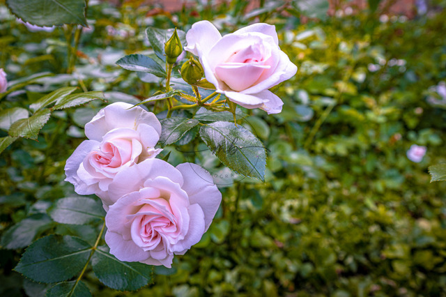 Rosa Rosen an einem Rosenstrauch | Professionelle Natur- & Landschaftsfotos als Poster, auf Leinwand & viele mehr. Wähle aus einer Vielzahl an Formaten & Materialien Dein perfektes Bild. - Realisiert mit Pictrs.com
