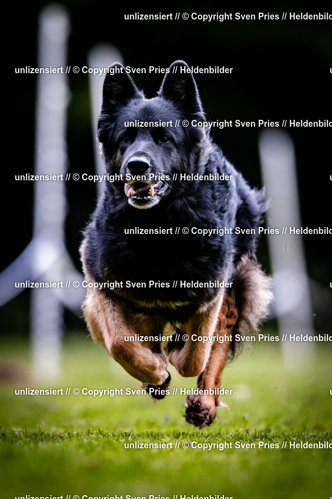 Sven Pries | 2025-10-03 - Hunderennen Obergrombach - Realisiert mit Pictrs.com