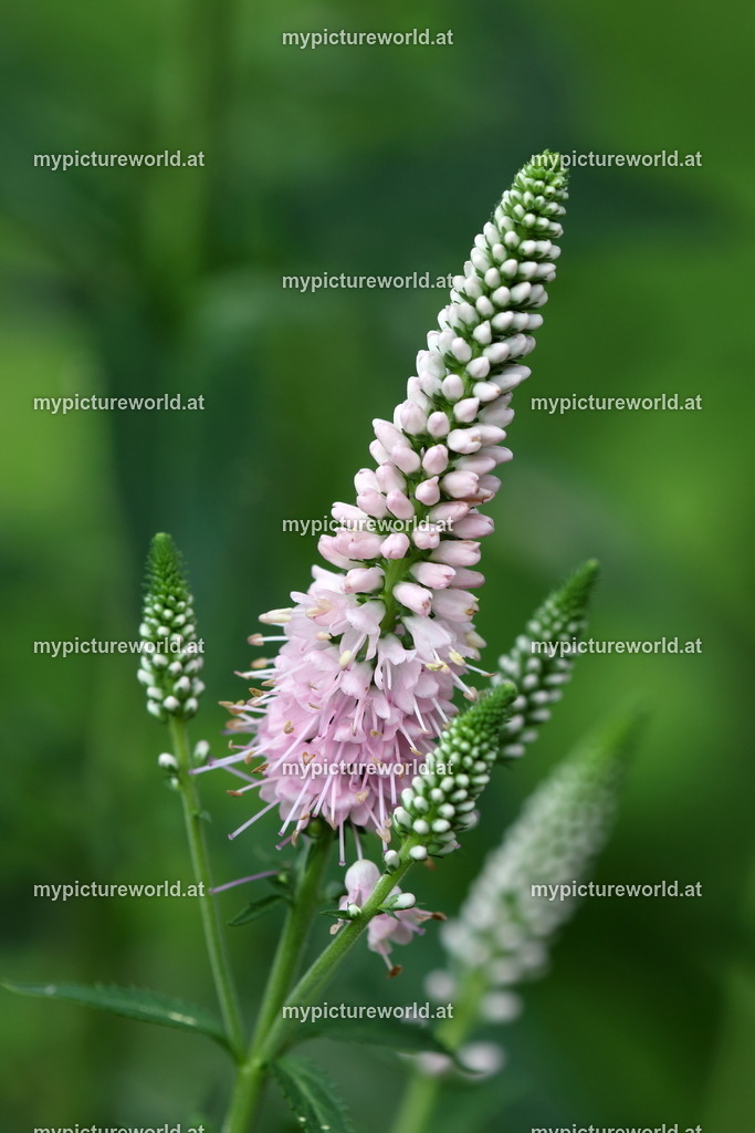 Langblättriger Ehrenpreis-002 | Das Bilderarchiv über Tiere, Planzen und Landschaften. In der Bilddatenbank finden Sie ein große Auswahl an hochwertigen Bilder für Ihre Werbung - Realisiert mit Pictrs.com