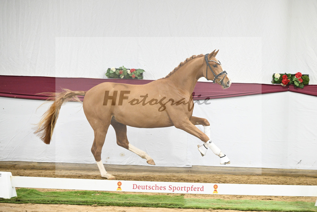 Kat-Nr. 57 Fanegro x Lord Loxley_Mathieu Beckmann_47252128 | hf-fotografie - Realisiert mit Pictrs.com