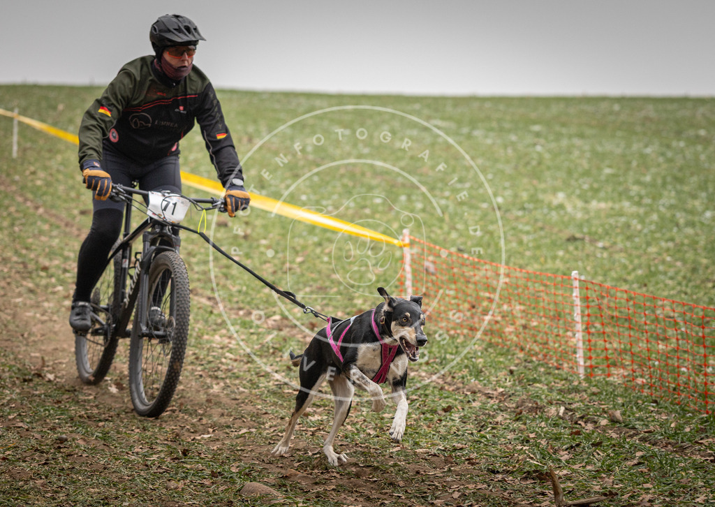 Pfotenfotografie_DV3A3179 | Hundefotografie, Tierfotograf, Pfotenfotografie, Fotoshooting Hund, Hunde Portrait, Hundesport, Hundeportraits, Heideshooting, Hunde, Sportfotograf, Hundefotograf, Turnierhundsport, THS,  - Realisiert mit Pictrs.com