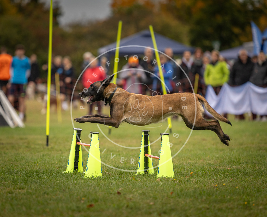 Pfotenfotografie_DV3A6343 | Hundefotografie, Tierfotograf, Pfotenfotografie, Fotoshooting Hund, Hunde Portrait, Hundesport, Hundeportraits, Heideshooting, Hunde, Sportfotograf, Hundefotograf, Turnierhundsport, THS,  - Realisiert mit Pictrs.com