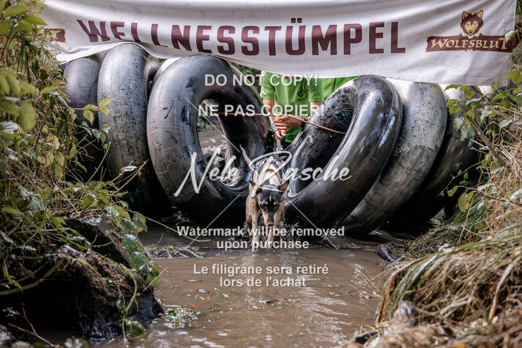 nelerasche_Hunsrück2026_Sa1400-1500_81 | nelerasche