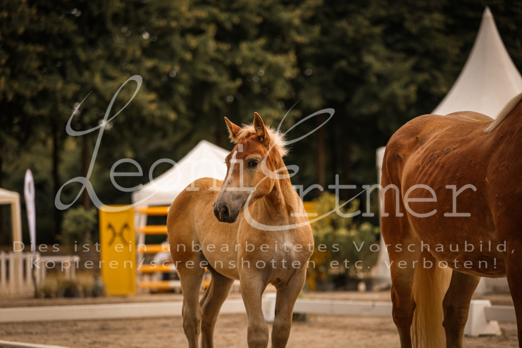 SaSF00092 | Leoni Ertmer Photography - Realisiert mit Pictrs.com