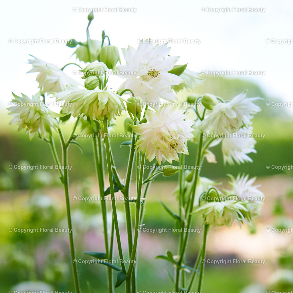 Aquilegia-vulgaris-White-Barlow | Aquilegia-vulgaris-White-Barlow als Nahaufnahme im Garten. - Realized with Pictrs.com