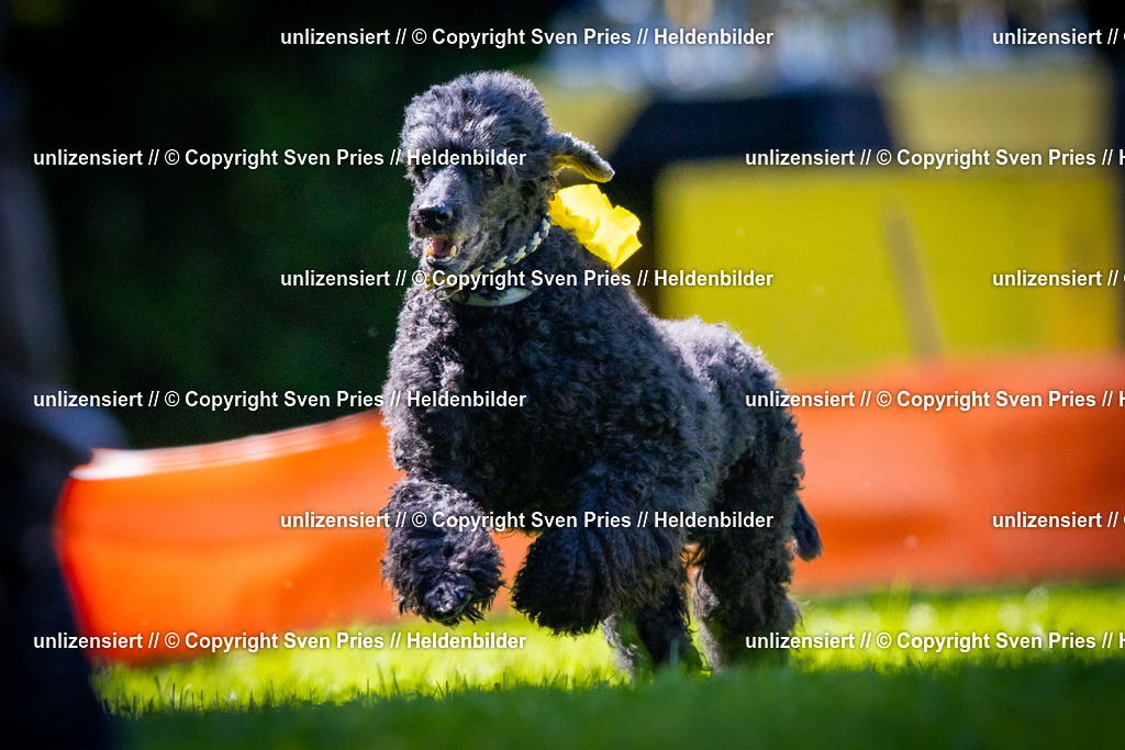 Sven Pries | 2025-08-10 - Hunderennen Durlach - Realisiert mit Pictrs.com