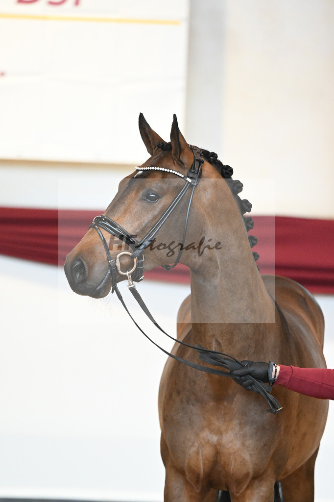 Kat-Nr. 39 v. Jovian_Dahlhoff_66220998 | hf-fotografie - Realisiert mit Pictrs.com