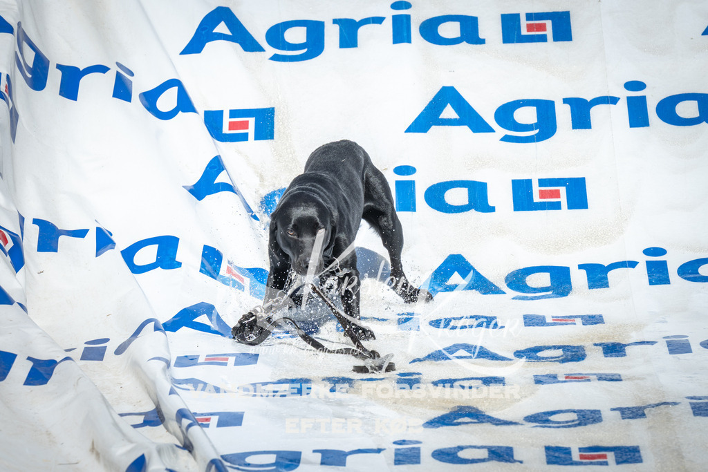 1439_ZZ95456 | kk-dogfotos