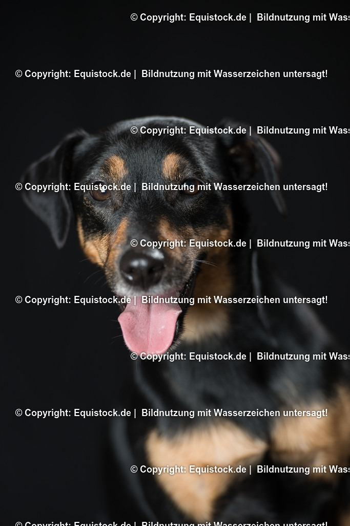 20160709_Hund_0016 | Foto: Thomas Hartig