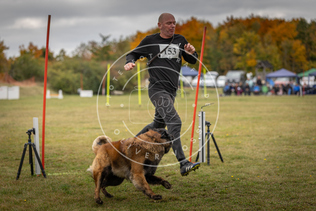 Pfotenfotografie_DV3A6315 | Hundefotografie, Tierfotograf, Pfotenfotografie, Fotoshooting Hund, Hunde Portrait, Hundesport, Hundeportraits, Heideshooting, Hunde, Sportfotograf, Hundefotograf, Turnierhundsport, THS,  - Realisiert mit Pictrs.com